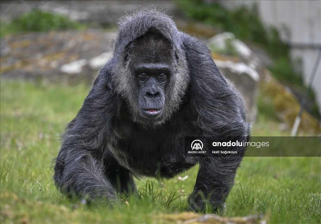 Fatou, the world's oldest female Gorilla living in Berlin, celebrated her 68th birthday