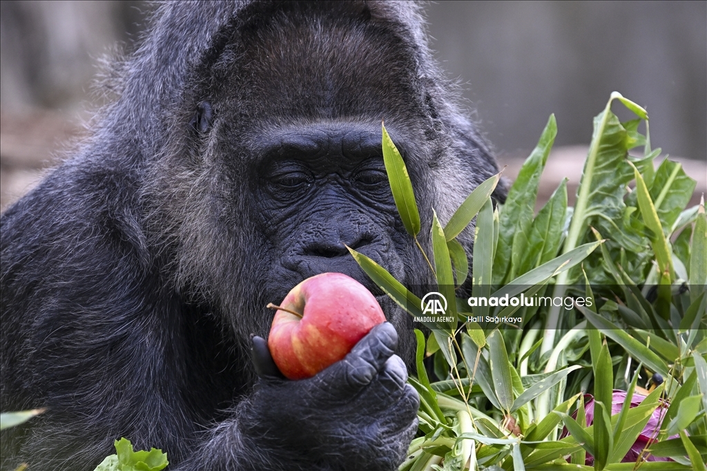 Fatou, the world's oldest female Gorilla living in Berlin, celebrated her 68th birthday