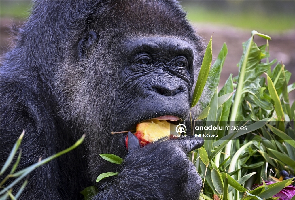 Fatou, the world's oldest female Gorilla living in Berlin, celebrated her 68th birthday