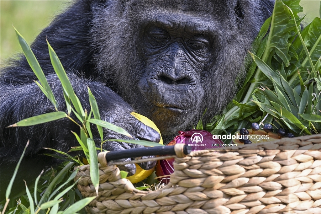 Fatou, the world's oldest female Gorilla living in Berlin, celebrated her 68th birthday