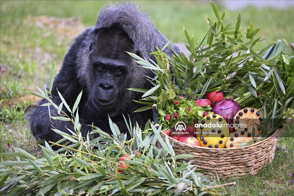 Fatou, the world's oldest female Gorilla living in Berlin, celebrated her 68th birthday