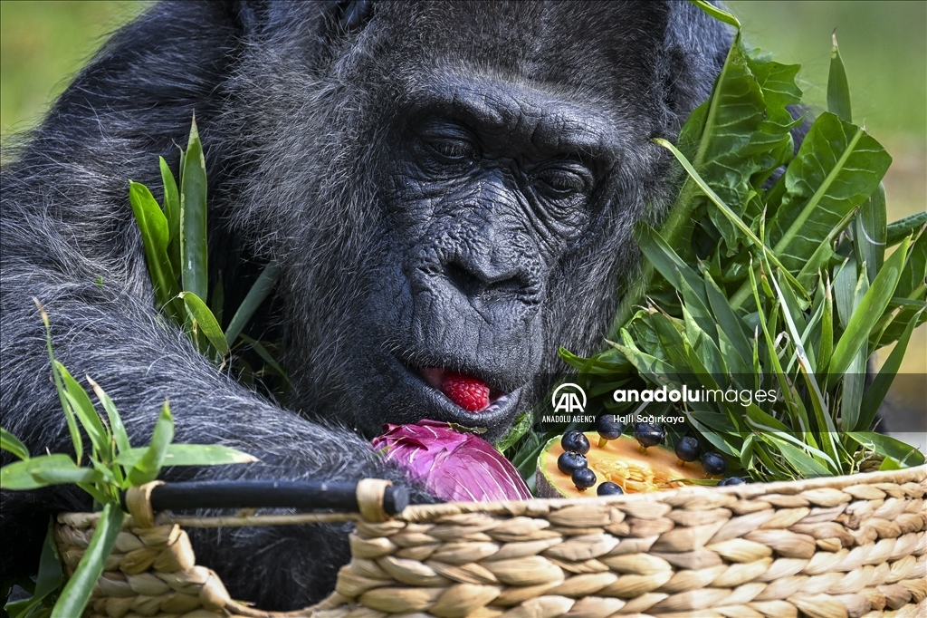 Fatou, the world's oldest female Gorilla living in Berlin, celebrated her 68th birthday