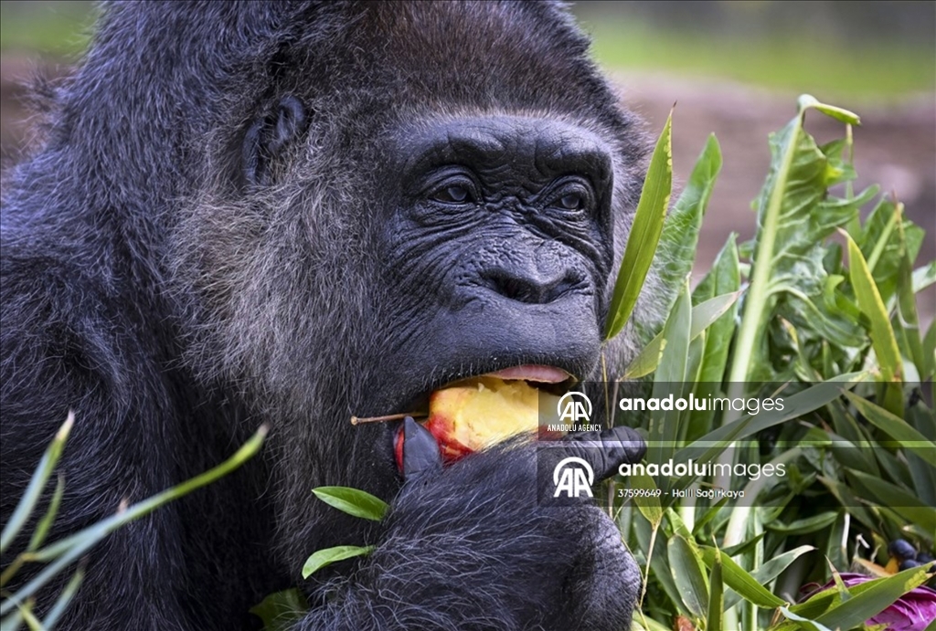 Kebun Binatang Berli rayakan ulang tahun Fatou, gorila paling tau di dunia