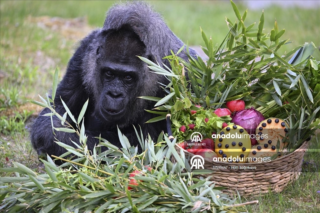 Kebun Binatang Berli rayakan ulang tahun Fatou, gorila paling tau di dunia