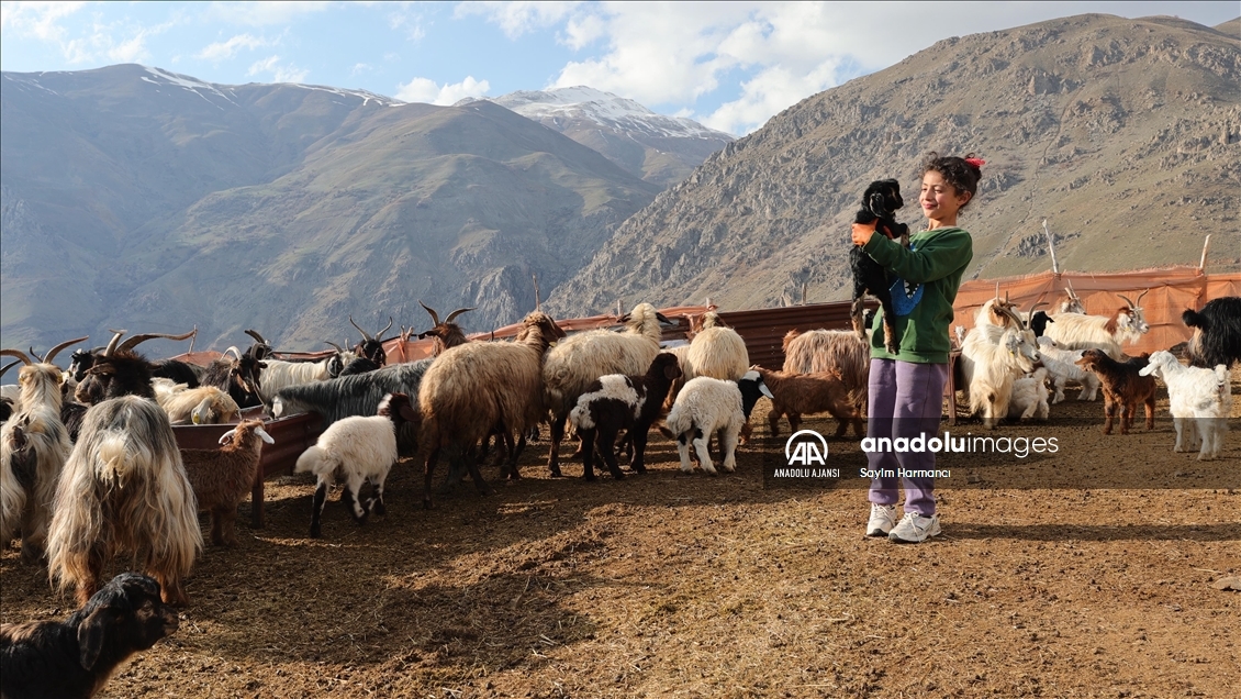 Hakkari'de "ilkbaharın müjdecisi" kuzu ve oğlaklar meralarla buluştu