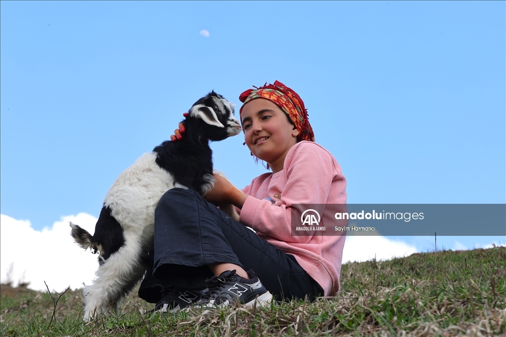 Hakkari'de "ilkbaharın müjdecisi" kuzu ve oğlaklar meralarla buluştu