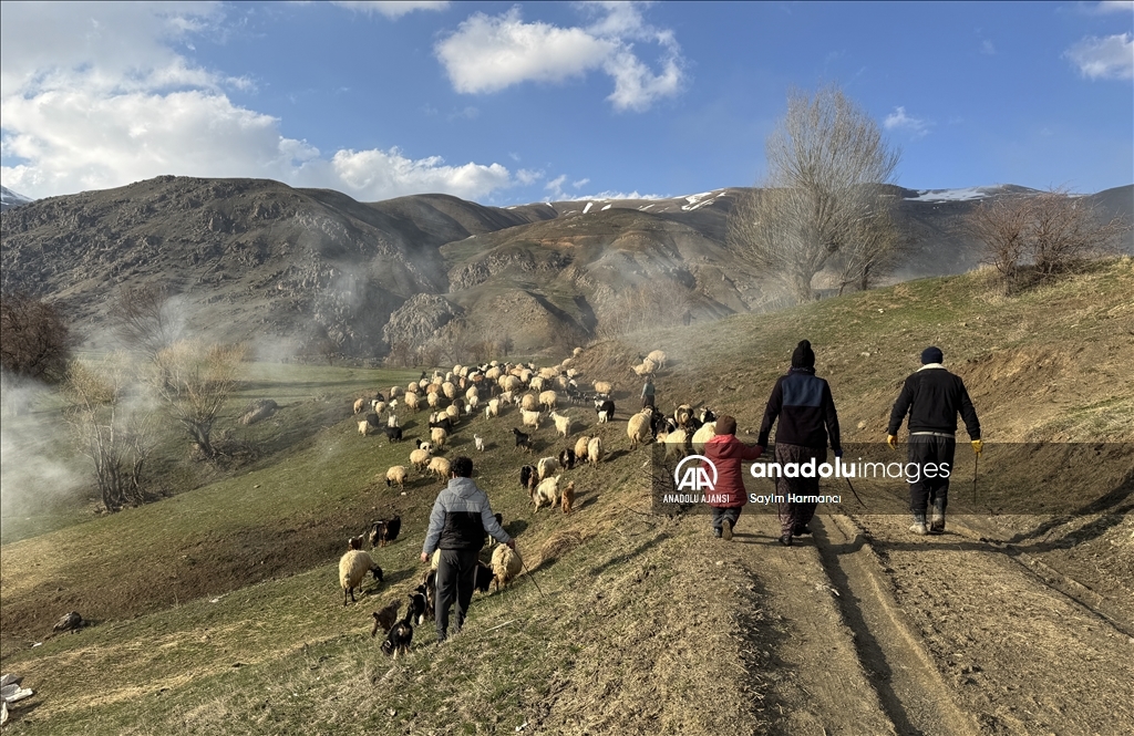 Hakkari'de "ilkbaharın müjdecisi" kuzu ve oğlaklar meralarla buluştu