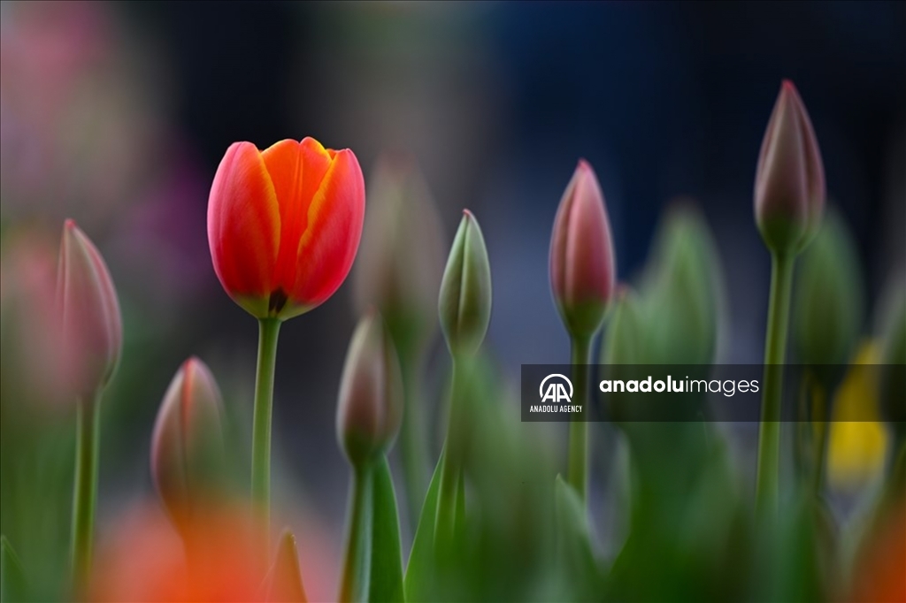 Festival Tulip Tulleys di West Sussex Inggris Raya