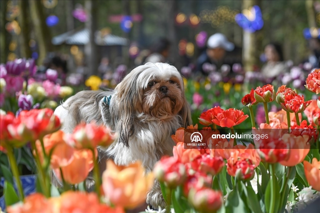 Festival Tulip Tulleys di West Sussex Inggris Raya