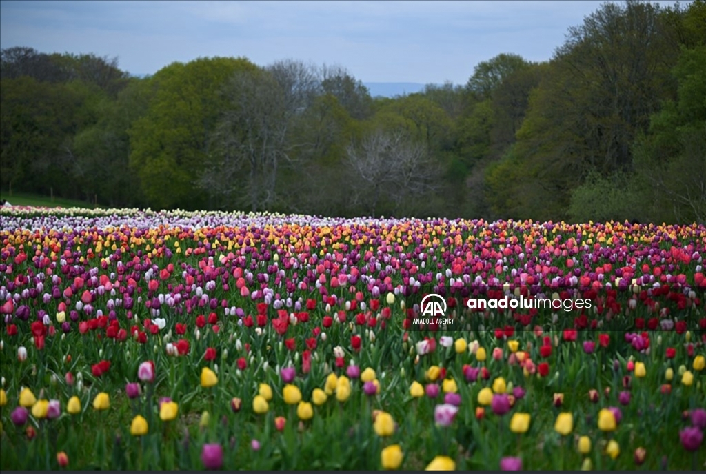 Festival Tulip Tulleys di West Sussex Inggris Raya