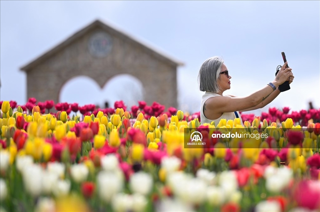 Festival Tulip Tulleys di West Sussex Inggris Raya