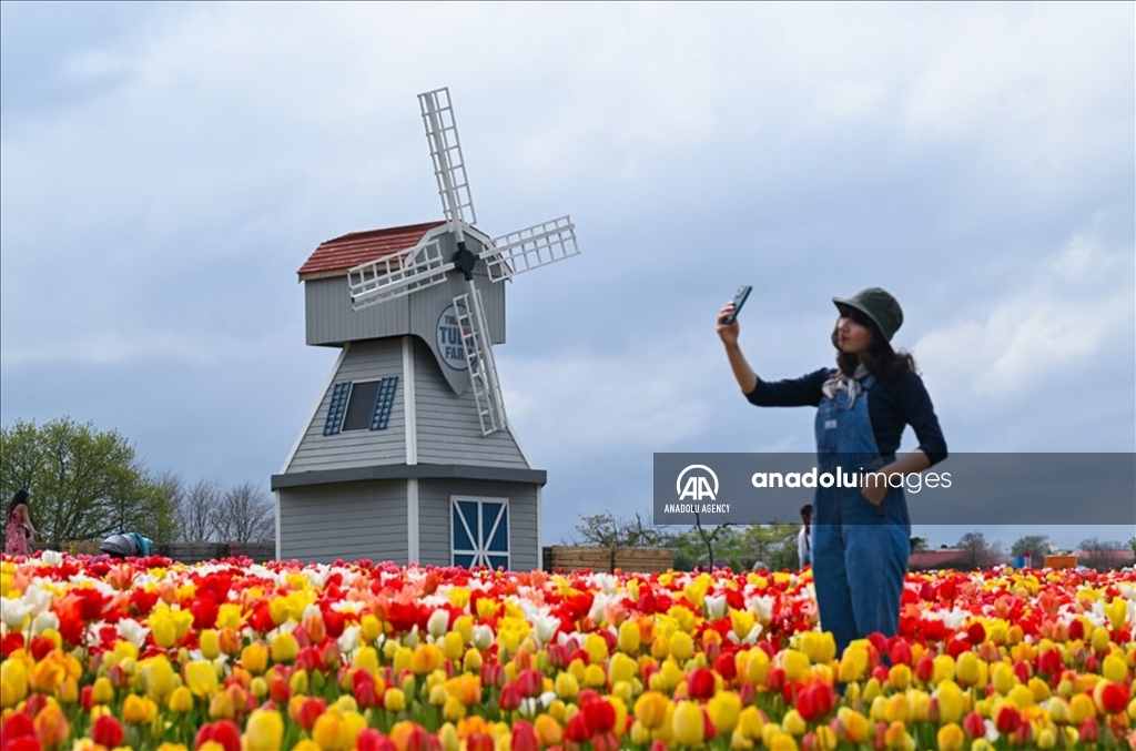 Festival Tulip Tulleys di West Sussex Inggris Raya
