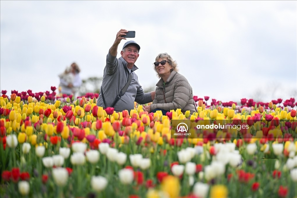 Festival Tulip Tulleys di West Sussex Inggris Raya