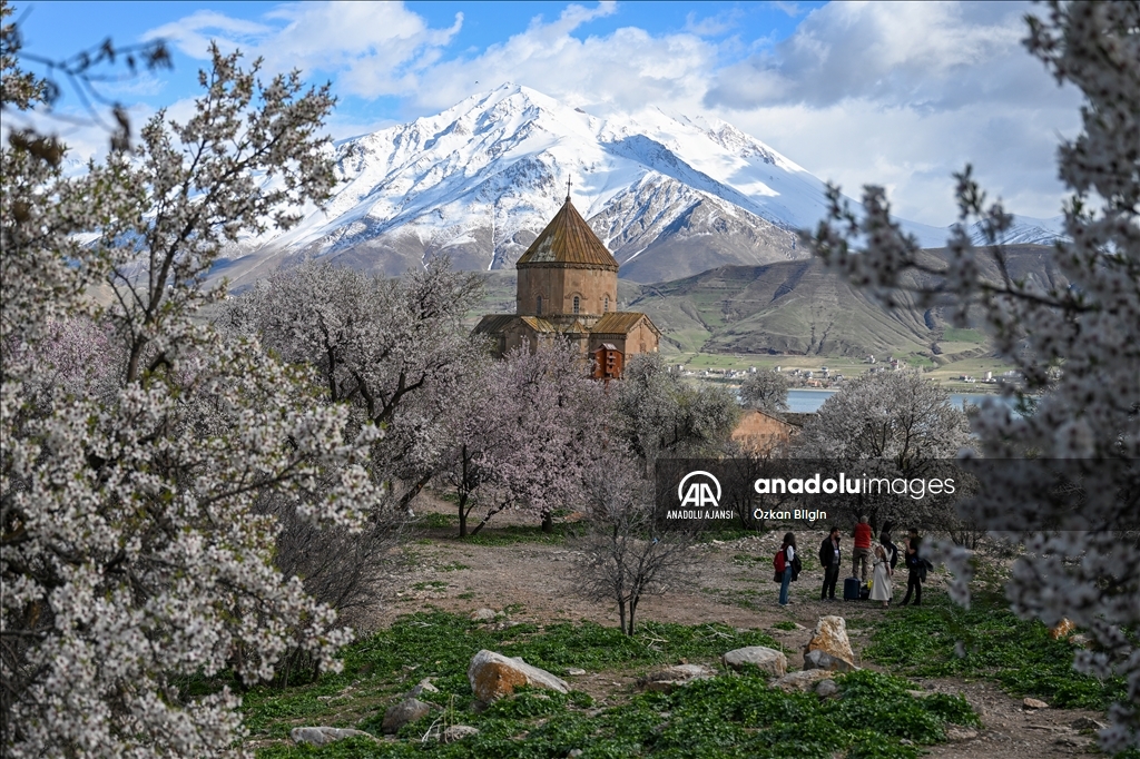 Baharın tonlarına bürünen Akdamar Adası "Badem Çiçeği Festivali"ne hazırlanıyor