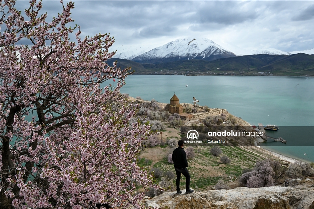 Baharın tonlarına bürünen Akdamar Adası "Badem Çiçeği Festivali"ne hazırlanıyor