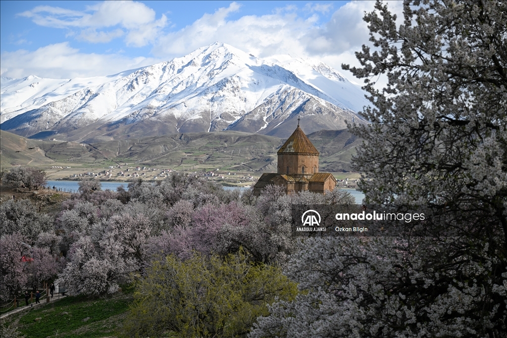 Baharın tonlarına bürünen Akdamar Adası "Badem Çiçeği Festivali"ne hazırlanıyor