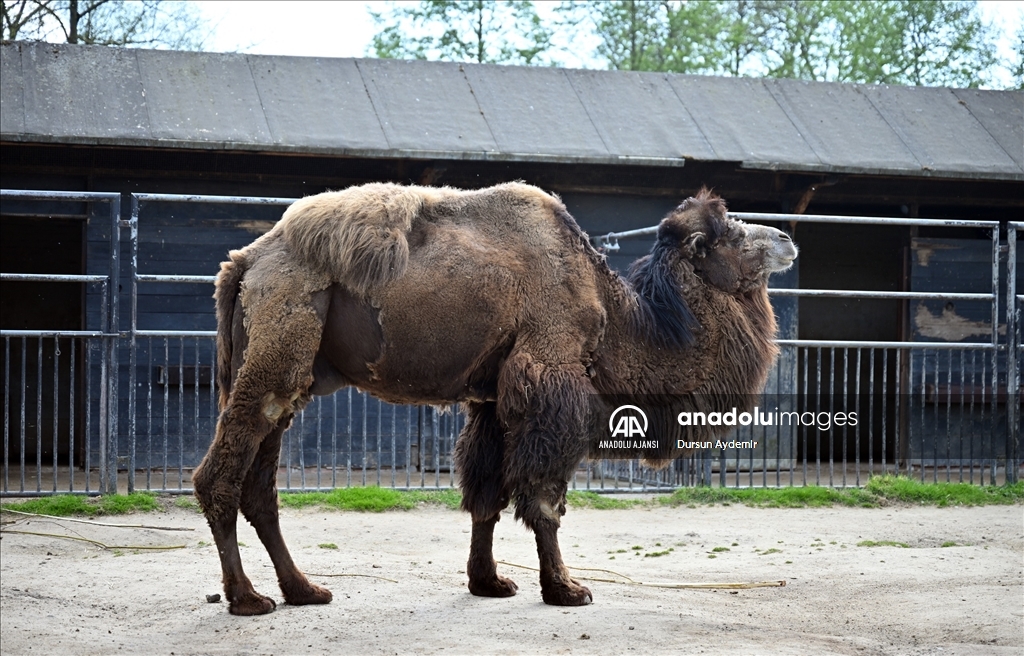 Planckendael Hayvanat Bahçesi paskalya tatilinde ziyaretçilerini ağırlıyor
