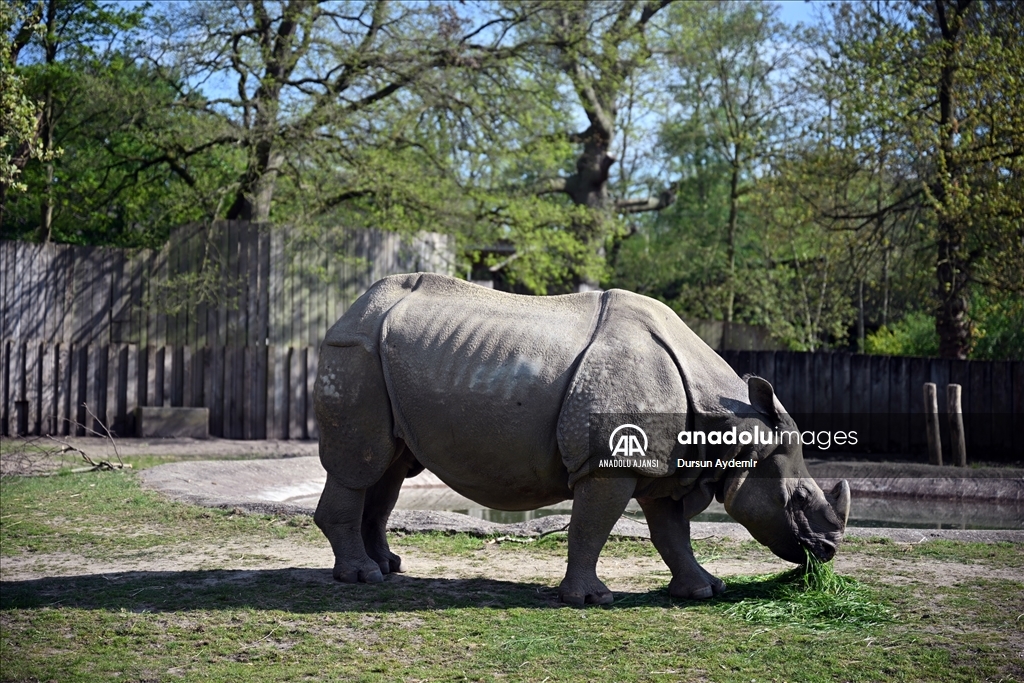 Planckendael Hayvanat Bahçesi paskalya tatilinde ziyaretçilerini ağırlıyor