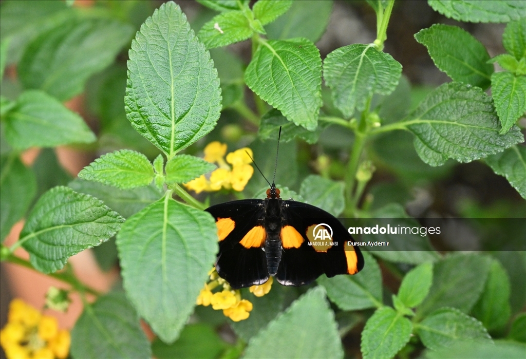 Planckendael Hayvanat Bahçesi paskalya tatilinde ziyaretçilerini ağırlıyor