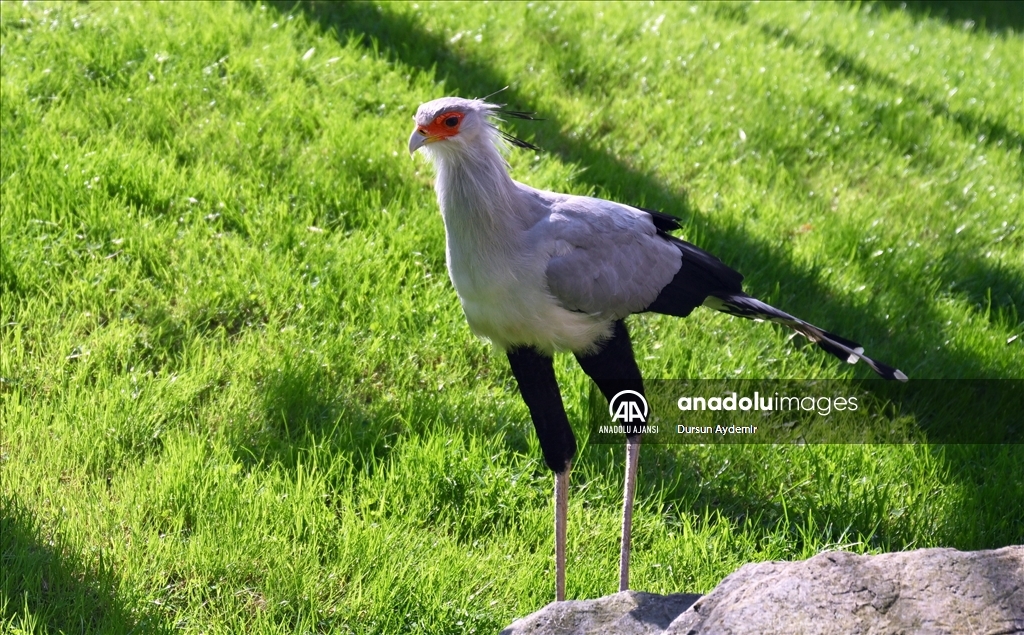 Planckendael Hayvanat Bahçesi paskalya tatilinde ziyaretçilerini ağırlıyor