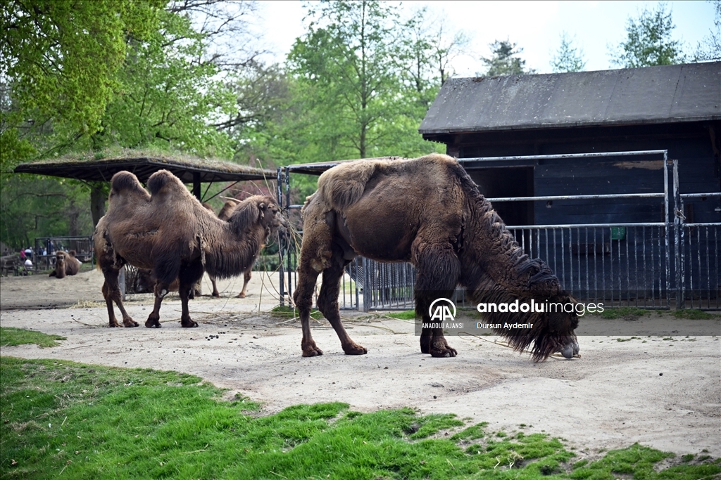 Planckendael Hayvanat Bahçesi paskalya tatilinde ziyaretçilerini ağırlıyor