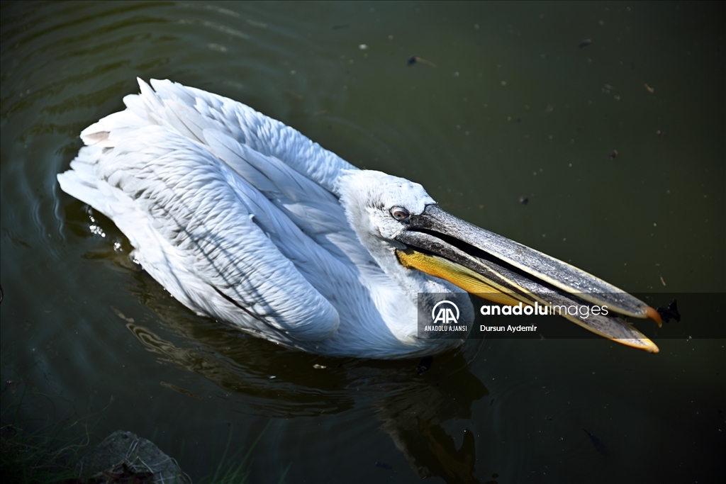 Planckendael Hayvanat Bahçesi paskalya tatilinde ziyaretçilerini ağırlıyor