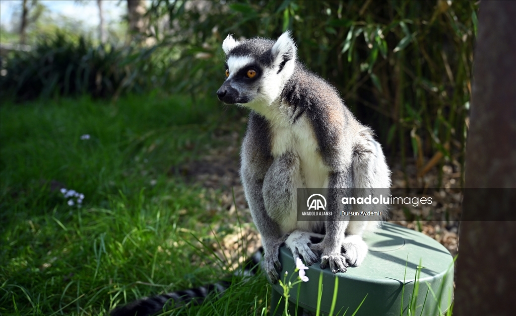Planckendael Hayvanat Bahçesi, Paskalya tatilinde ziyaretçilerini ağırlıyor
