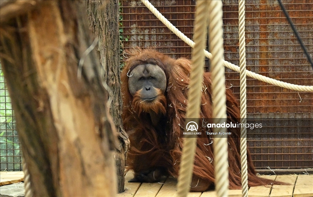 Planckendael Hayvanat Bahçesi paskalya tatilinde ziyaretçilerini ağırlıyor