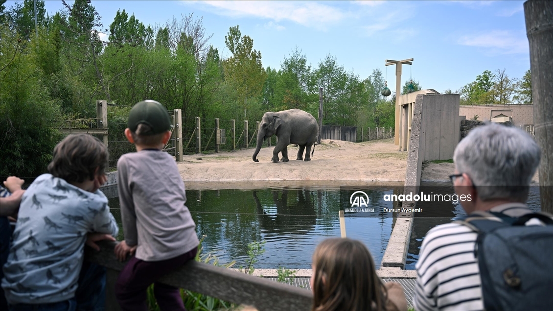 Planckendael Hayvanat Bahçesi paskalya tatilinde ziyaretçilerini ağırlıyor