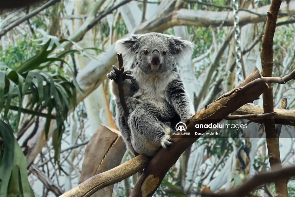 Planckendael Hayvanat Bahçesi paskalya tatilinde ziyaretçilerini ağırlıyor