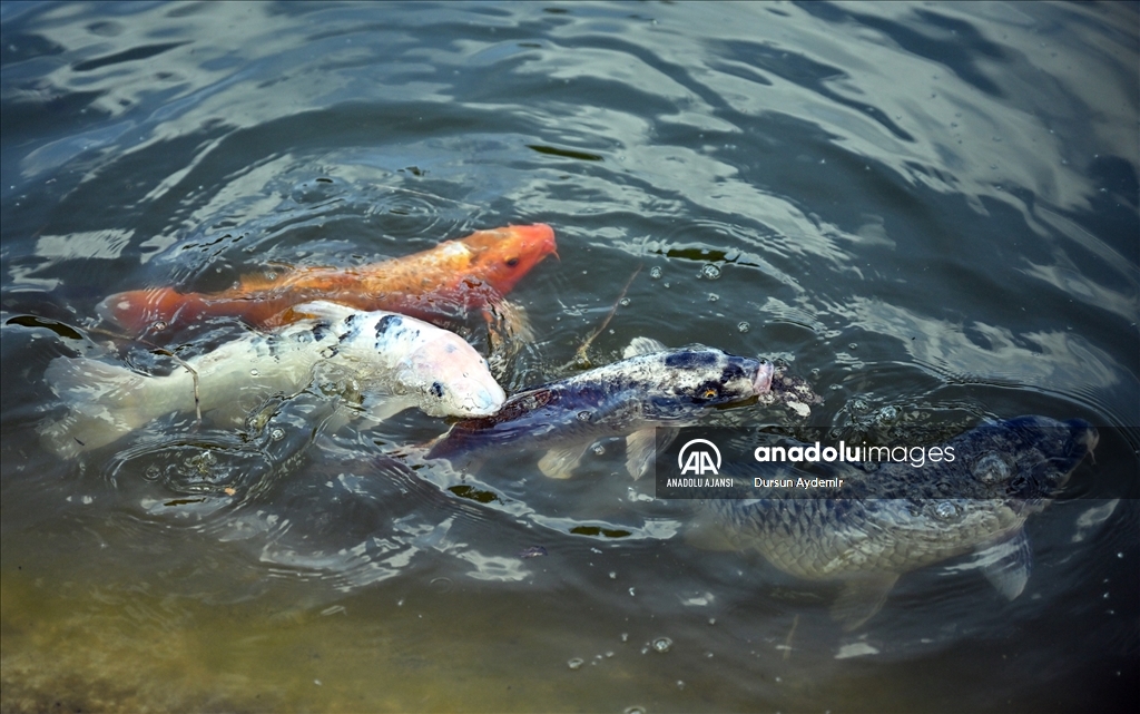 Planckendael Hayvanat Bahçesi paskalya tatilinde ziyaretçilerini ağırlıyor