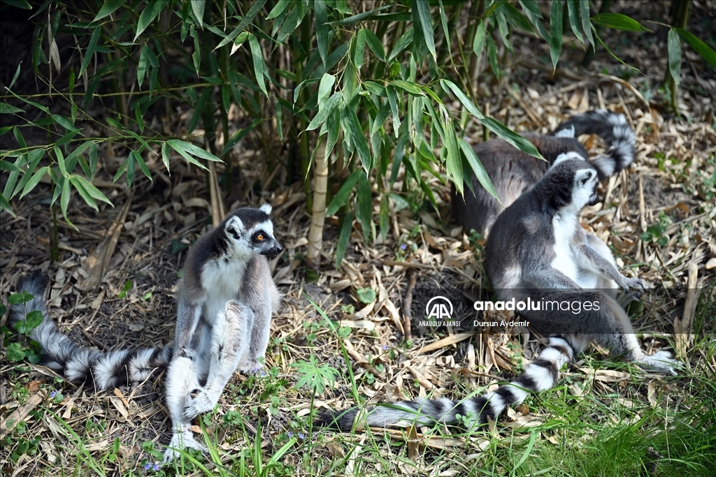 Planckendael Hayvanat Bahçesi paskalya tatilinde ziyaretçilerini ağırlıyor