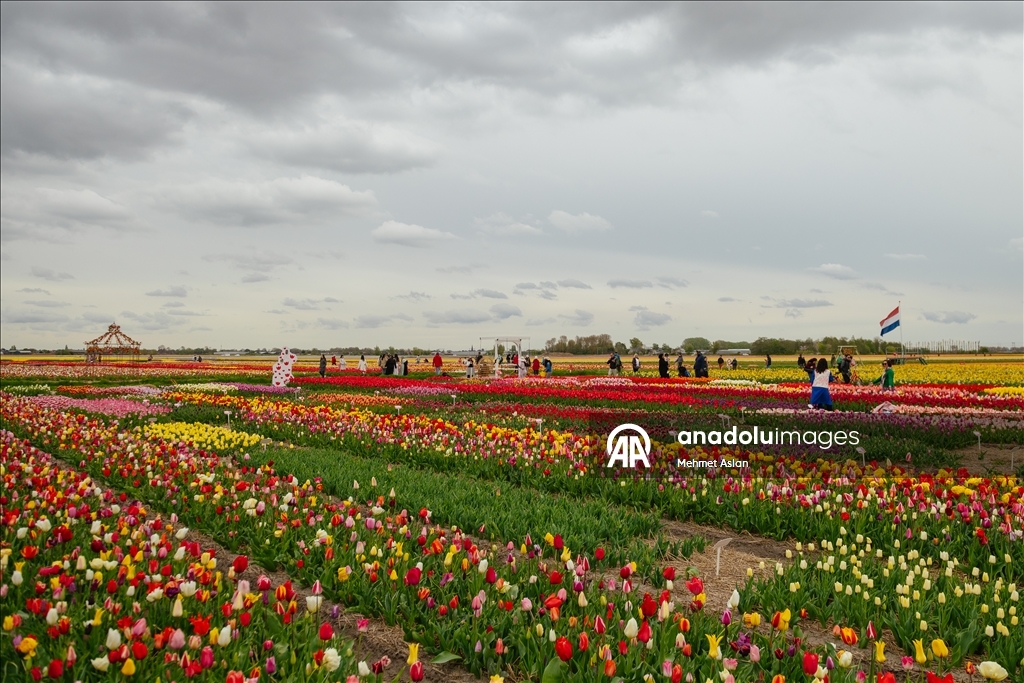Hollanda’nın renkli lale bahçeleri