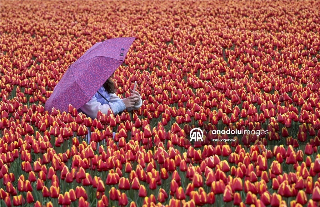 Нидерланды привлекают туристов со всего мира