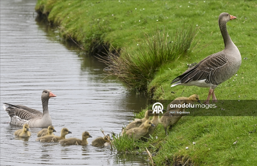Нидерланды привлекают туристов со всего мира
