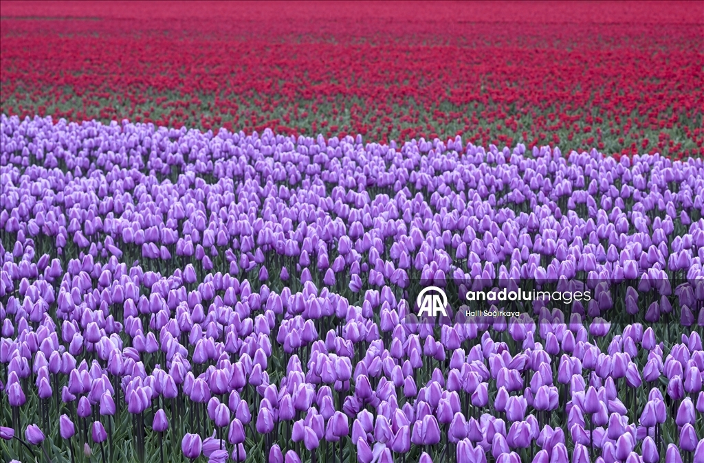 Нидерланды привлекают туристов со всего мира