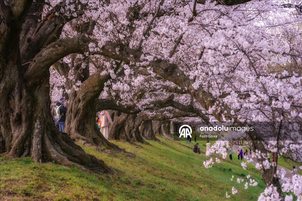 Sakura trees in Japan adorned the city's parks and gardens with vibrant colors