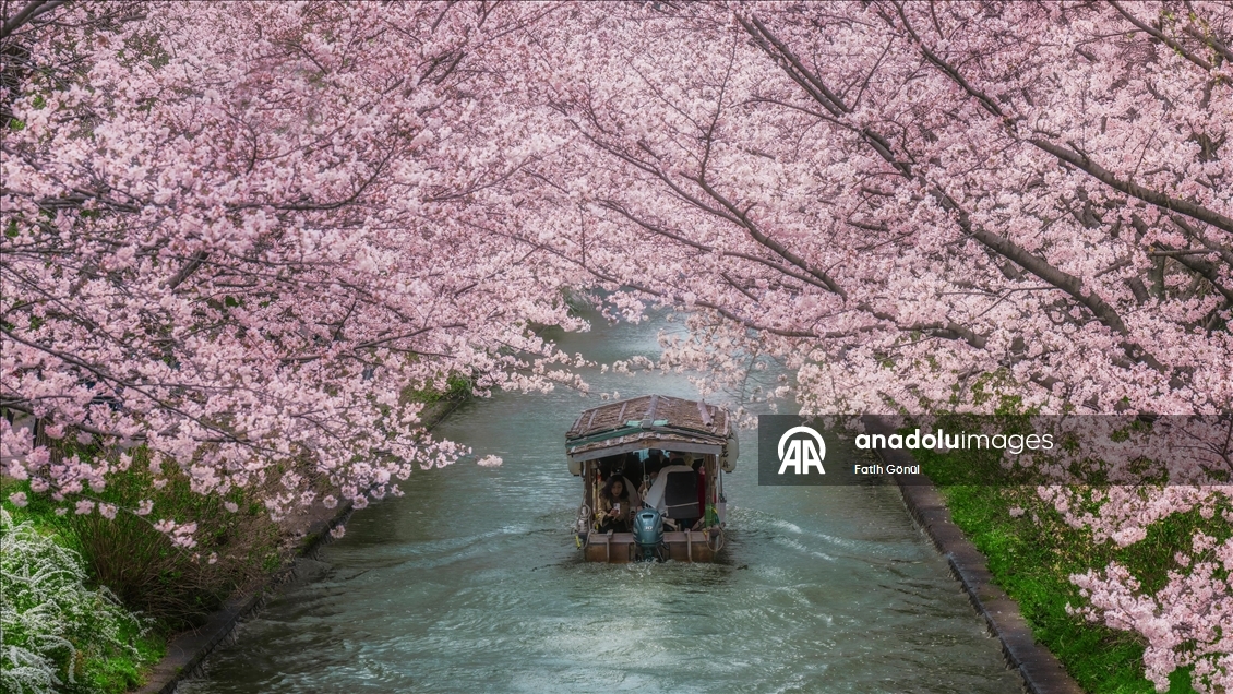 Sakura trees in Japan adorned the city's parks and gardens with vibrant colors