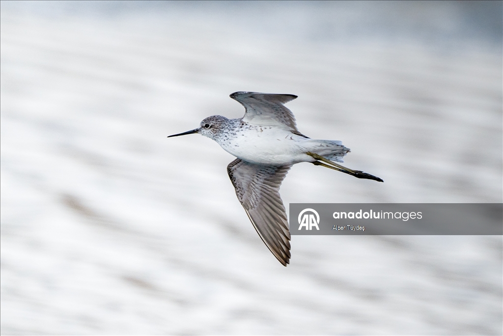 Mogan Lake is home to resident and migratory birds