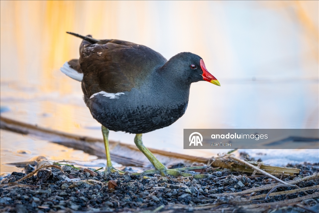 Mogan Lake is home to resident and migratory birds