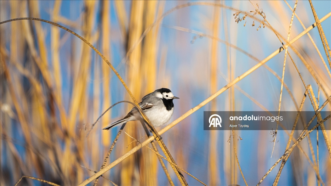 Mogan Lake is home to resident and migratory birds