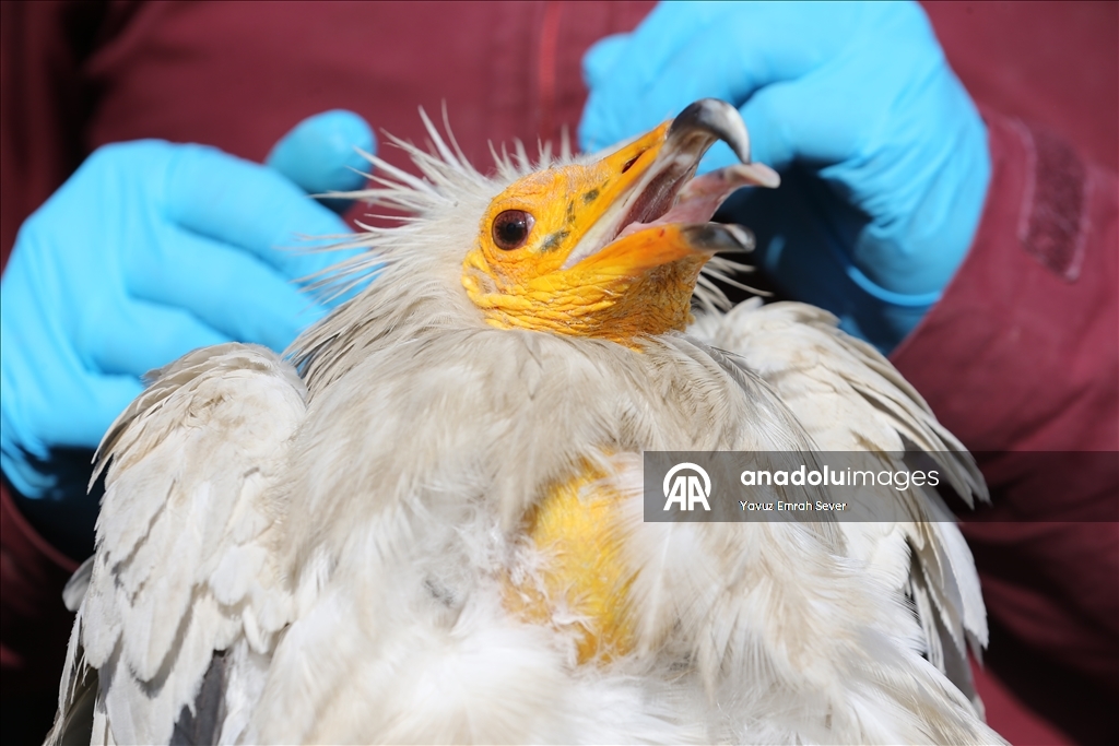 Little vulture tracked with a chip flew more than 101,000 kilometers in 3 years