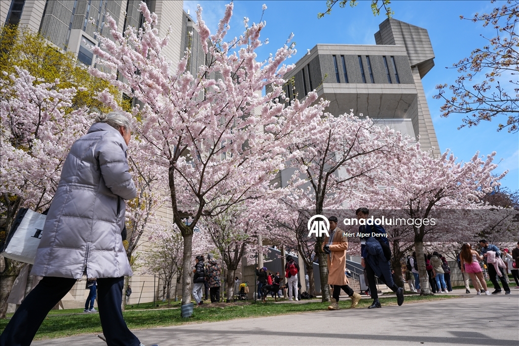 Toronto'da kiraz ağaçları çiçek açtı
