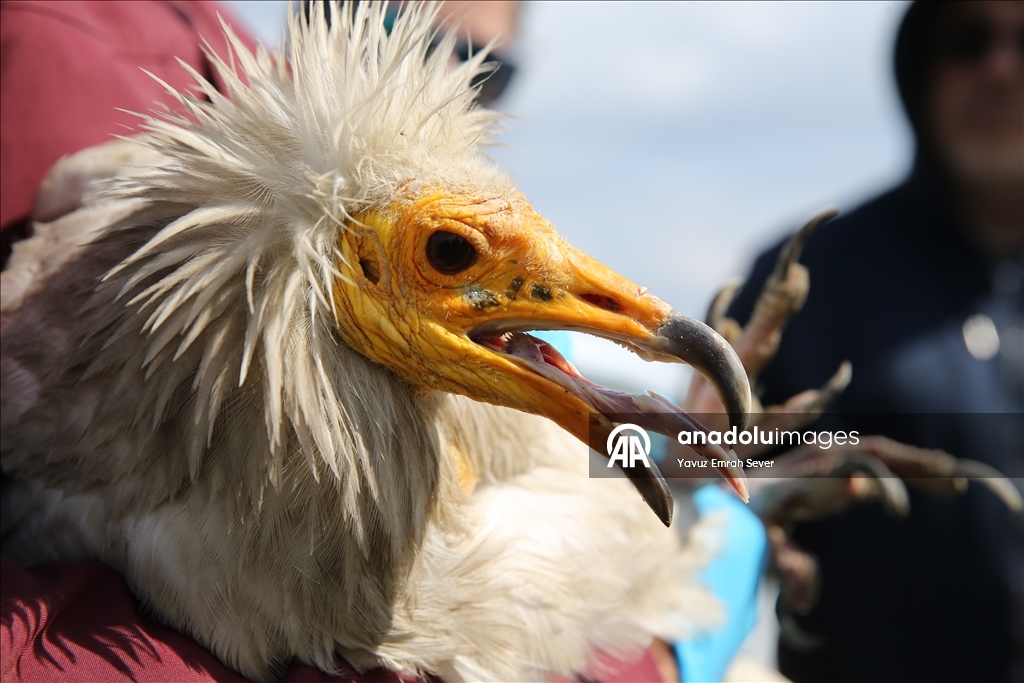 Little vulture tracked with a chip flew more than 101,000 kilometers in 3 years