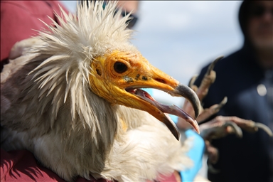 Little vulture tracked with a chip flew more than 101,000 kilometers in 3 years