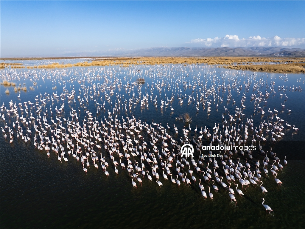 Flamingos grace Akgol Reeds, one of Turkiye’s vital wetlands 