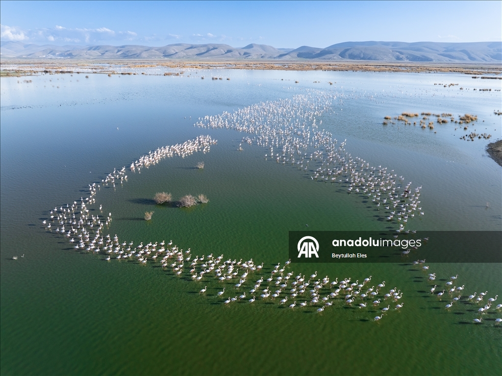 Flamingos grace Akgol Reeds, one of Turkiye’s vital wetlands 