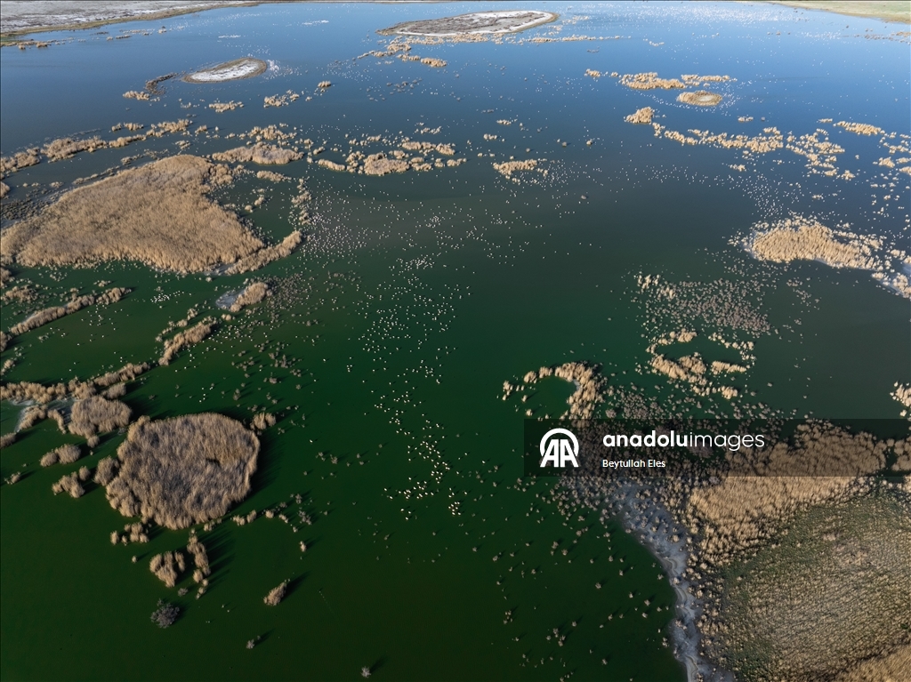 Flamingos grace Akgol Reeds, one of Turkiye’s vital wetlands 