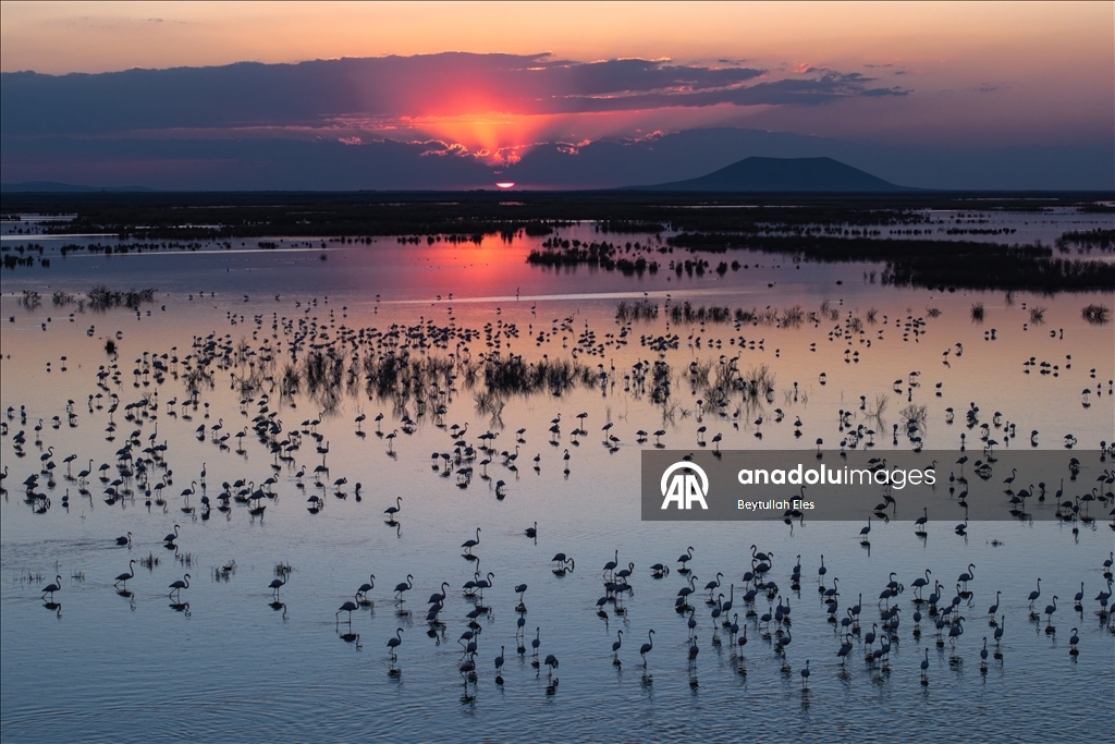 Flamingos grace Akgol Reeds, one of Turkiye’s vital wetlands 