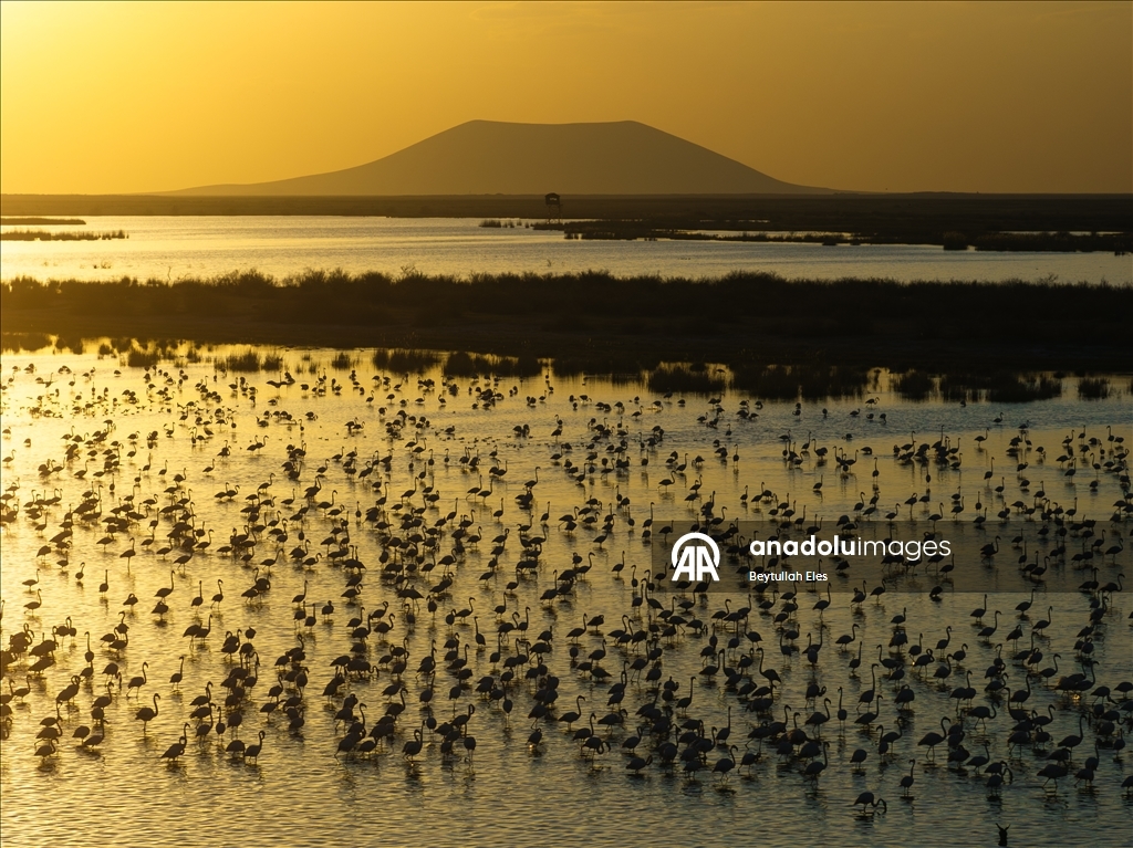 Flamingos grace Akgol Reeds, one of Turkiye’s vital wetlands 